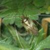 Lygus sp.